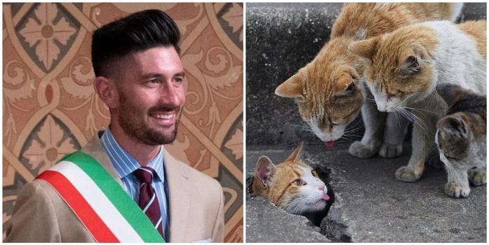 Venti gatti ‘senza tetto’: questo sindaco decide di accoglierli tutti a casa sua