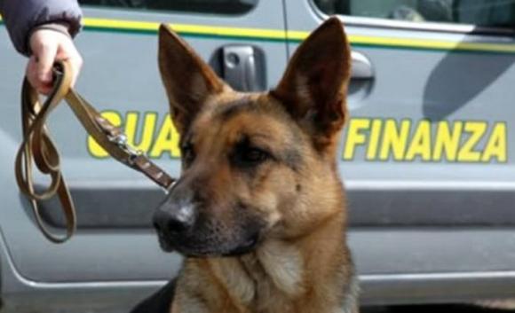 Va allo stand della Guardia di Finanza con la droga in tasca e viene fiutato dal cane Ebryl