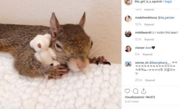 Salvato da un uragano, questo scoiattolo non dorme più senza il suo orsacchiotto