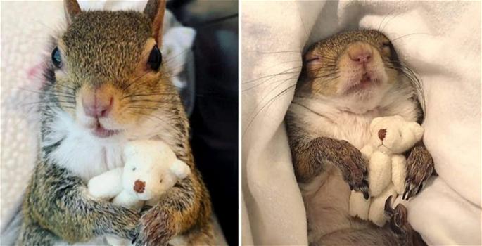 Salvato da un uragano, questo scoiattolo non dorme più senza il suo orsacchiotto