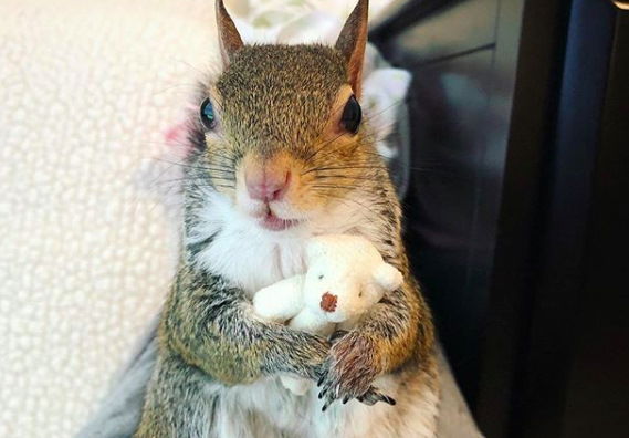 Salvato da un uragano, questo scoiattolo non dorme più senza il suo orsacchiotto