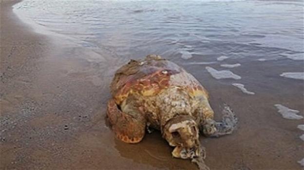 Vasto, tartaruga trovata morta a causa di plastica nello stomaco
