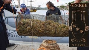 Nesos, il vino ottenuto con uva che riposa in mare