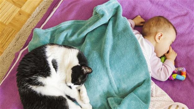 Ucraina: bimba di 9 mesi muore soffocata dal gatto di casa