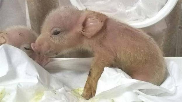 Cina: nasce in laboratorio il primo ibrido maiale-scimmia