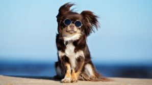 I nomi dei cani sono oggi ispirati da serie tv e influencers