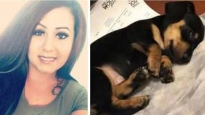 Stati Uniti, veterinario sopprime il cane sbagliato