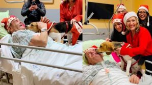 Imola, cane in ospedale saluta l’amico ricoverato: il paziente migliora dopo la visita ricevuta