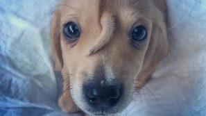 Minacce di morte per il cane “unicorno”: non sarà più dato in adozione
