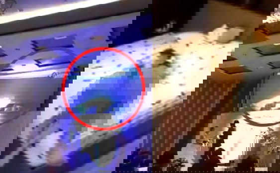 Sposo mostra il video del tradimento della sposa durante la cerimonia