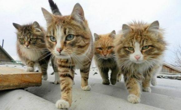 Furto in casa, sei gatti aggrediscono il ladro e salvano i padroni