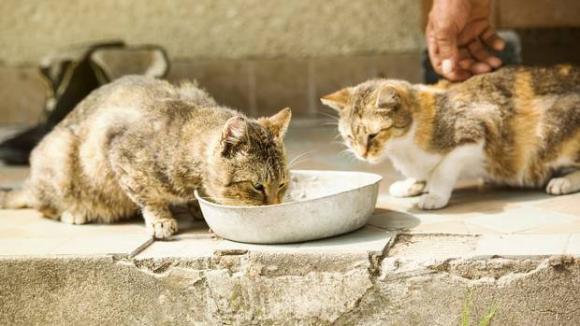 Furto in casa, sei gatti aggrediscono il ladro e salvano i padroni