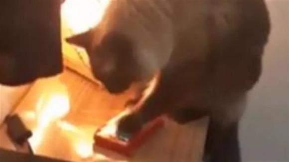 Non sente mai la sveglia, poi scopre che è il gatto che gliela spegne ogni giorno