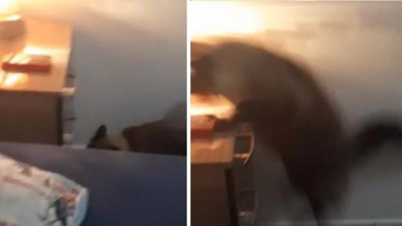 Non sente mai la sveglia, poi scopre che è il gatto che gliela spegne ogni giorno