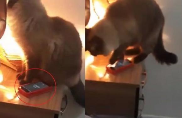 Non sente mai la sveglia, poi scopre che è il gatto che gliela spegne ogni giorno