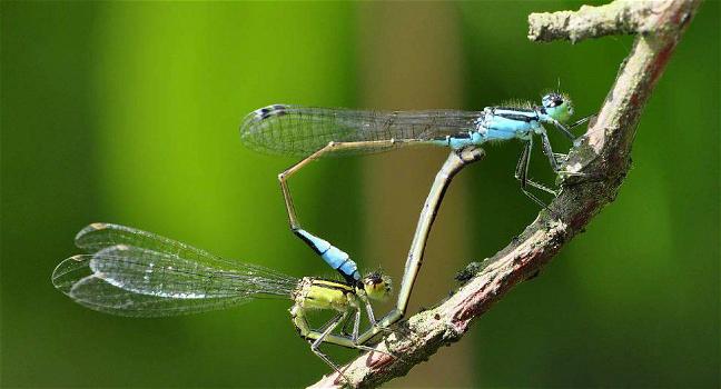 Scienza, le libellule si fingono morte per evitare le avances dei maschi