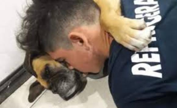Cagnolona muore a causa dei fuochi d’artificio: l’addio straziante del suo amico umano