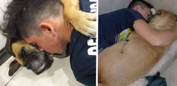 Cagnolona muore a causa dei fuochi d’artificio: l’addio straziante del suo amico umano