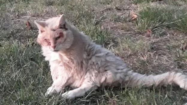 Ecco Micia: la gatta più anziana d’Italia compie 32 anni