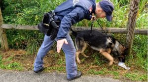 Bergamo: controlli nelle scuole con unità cinofila: sequestrati 0,5 e 0,4g di hashish