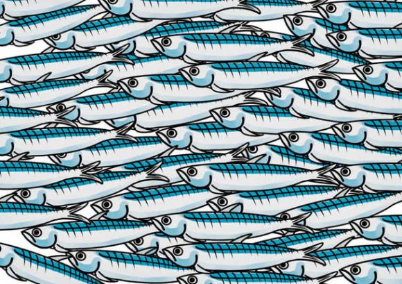 Le Sardine lanciano una raccolta fondi per la manifestazione di Bologna: raccolti 22mila euro