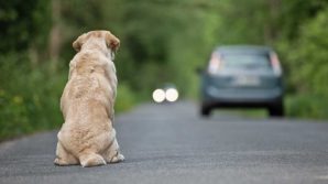 Cane abbandonato in chiesa commuove il Regno Unito