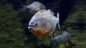 Brasile, turisti attaccati dai piranha