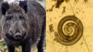 Parassita letale per l’uomo. È allarme in Sardegna per cinghiale positivo alla trichinella