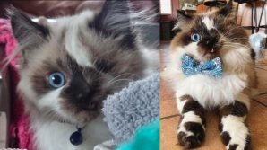 Cricket, il gatto che doveva essere soppresso perché nato con un occhio solo