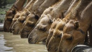 Australia, 10.000 cammelli verranno uccisi perchè bevono troppa acqua potabile