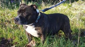 Regno Unito, lieto fine per il cane abbandonato in chiesa