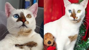 Bowie, il gatto con gli occhi diversi che ricorda il cantante