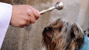 Roma, cerimonia di benedizione degli animali
