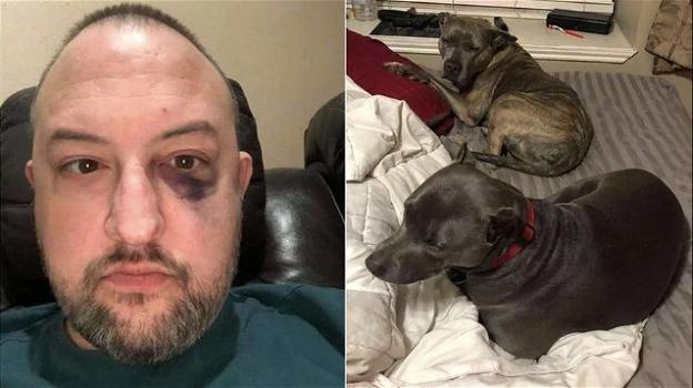 Due pitbull adottate salvano la vita al proprietario durante una rapina