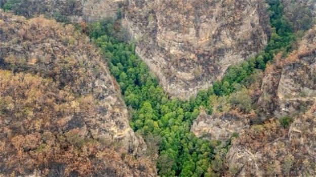 Australia: in salvo il bosco degli alberi preistorici
