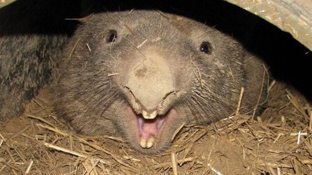 Australia, i vombati aiutano a salvare gli animali dagli incendi