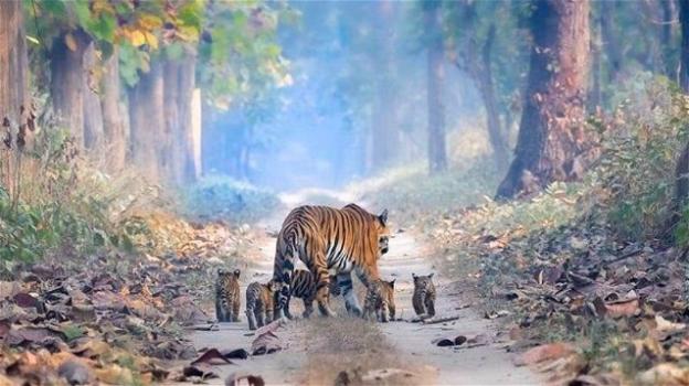 L’emozione in una foto: la tigre a passeggio con i suoi cuccioli