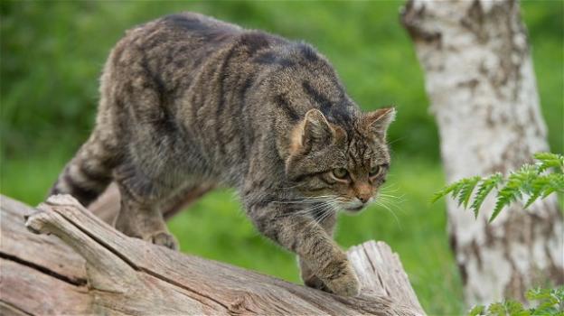 Il gatto selvatico: il felino "invisibile" che abita le nostre foreste