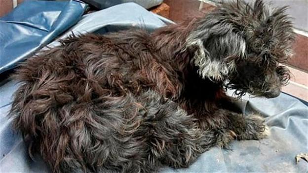 Colombia: cane abbandonato con gli occhi incollati per non fargli ritrovare la via di casa