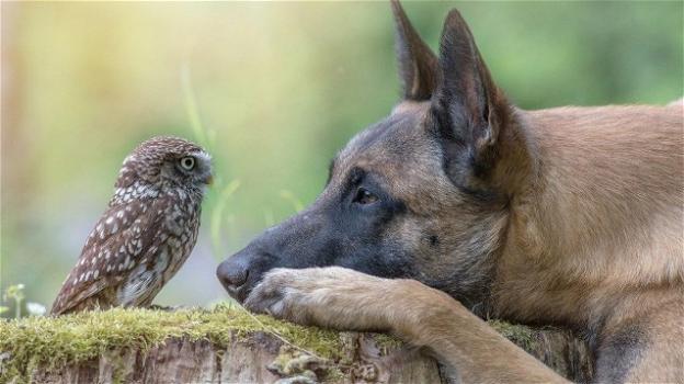 L’incredibile amicizia tra un cane e una civetta