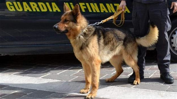 Sicilia: il cane antidroga Alex fiuta la droga nelle mutande di un turista