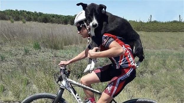 Argentina: cane randagio disidratato salvato da un ciclista
