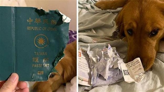 Taiwan: cane distrugge il passaporto della proprietaria che doveva recarsi a Wuhan