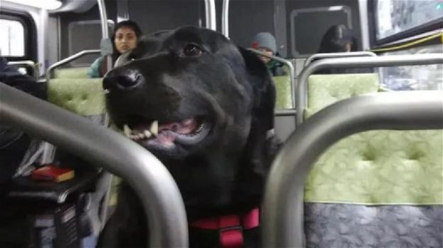 Seattle: cane munito di biglietto prende il bus tutti i giorni per andare al parco