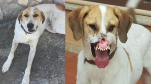 Nina, il cane con il volto sfregiato alla ricerca di una nuova vita