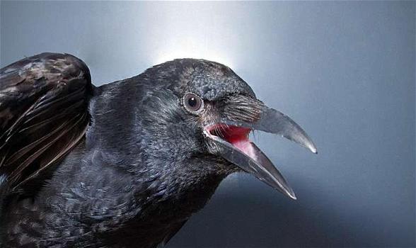 Mai trattare male un corvo: cova rancore e si allea con altri uccelli per vendicarsi