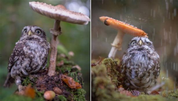Una fotografa ritrae questa piccola civetta che si ripara dalla pioggia sotto un fungo