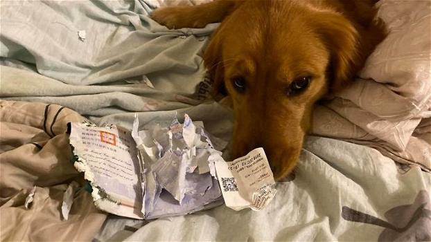 Coronavirus, cane distrugge il passaporto e salva la padrona dal viaggio a Wuhan