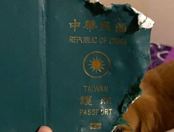 Coronavirus, cane distrugge il passaporto e salva la padrona dal viaggio a Wuhan