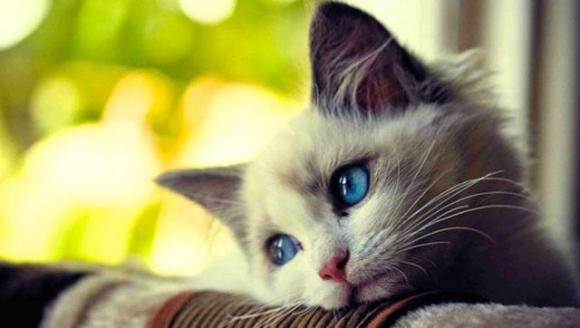 Spotify lancia la playlist per cani e gatti lasciati soli a casa